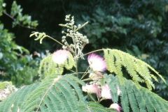 ねむの木の花